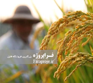 مقاله تاثير شرايط اقليمی بر كشت برنج در منطقه ميانه