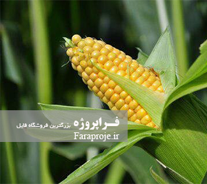 گزارش کارآموزی زراعت و اصلاح ذرت